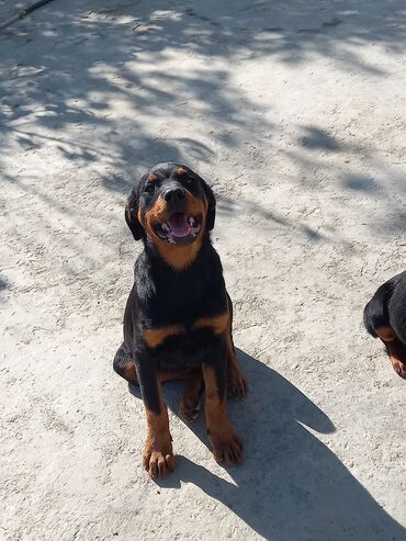 etibarli ellere verilen itler: Rotveyler, 3 ay, Dişi, Peyvəndli, Ünvandan götürmə