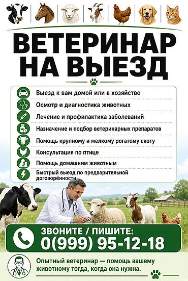 ветеринар бишкек: Ветеринар на выезд! Тел. Профессиональная ветеринарная помощь с — 1