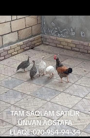 Toyuq, Yumurtalıq
