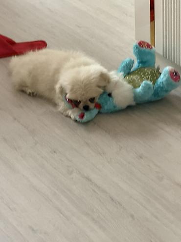 it ucun bellik: Pekines, 3 ay, Erkək, Peyvəndli, Ünvandan götürmə — 1