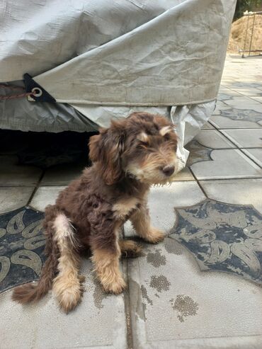 İtlər: 2 ay, Erkek, Ünvandan götürmə — 8