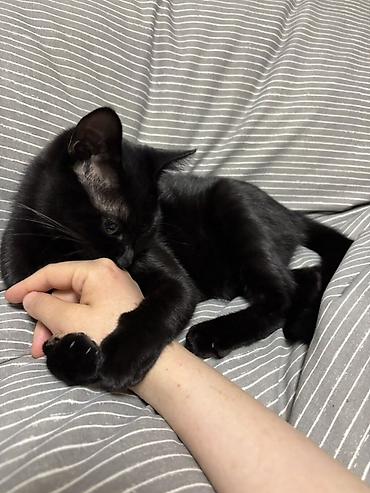 бурманская кошка бишкек: 🐱 Отдаём котёнка в добрые и заботливые руки! Ищем любящую семью для — 1