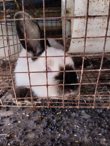 комбикорм для кроликов: Продаю | Крольчата | Калифорнийская
