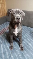 собака питбуль: Продаются щенки кубинского питбультерьера, линейное разведение