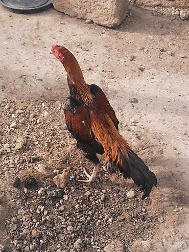 barter xoruz: Salam . Super heyvan çıxarıram satışa kim əsil ideal qan bala — 1