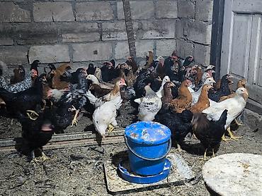 kənd cuceleri: Toyuq cücələri, Damazlıq, Ödənişli çatdırılma — 3