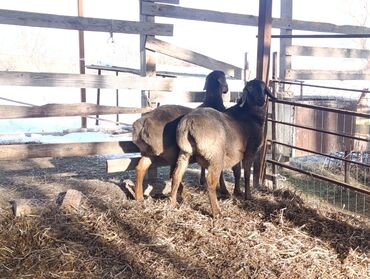Бараны, овцы: Продаю | Овца (самка) — 12