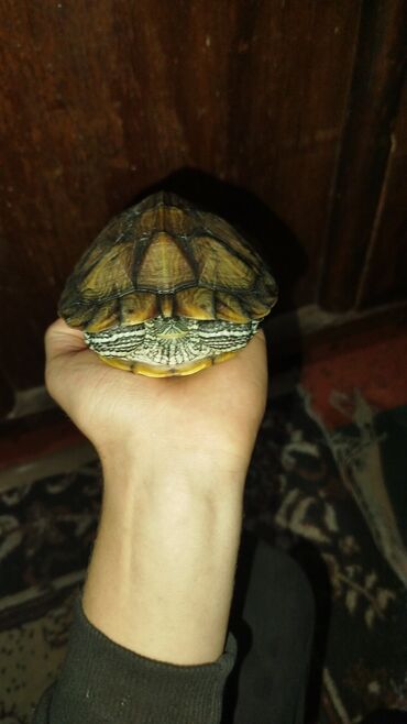 продам домик для кошки: Другие животные