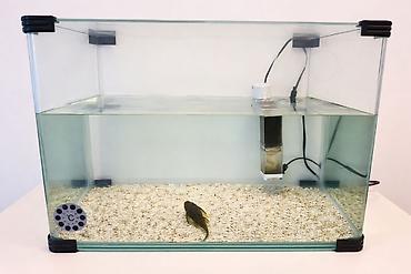 Akvariumlar: Akvarium 48*33*30sm. İçində 1 ədəd pilesos balıqla, temperatur — 1