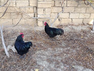 Xoruzlar: ROD İSLAND ve AVSTRALOP. cavan xoruzlar.sarilir.ve öz cinsi ferelerlə — 4