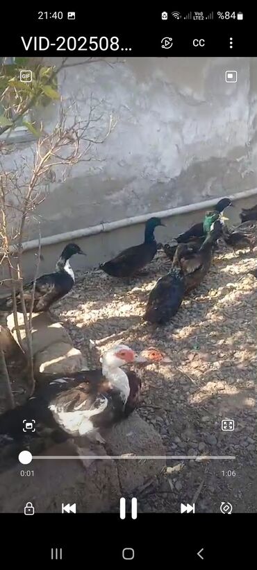 Cücələr: Dişi, Damazlıq, Ünvandan götürmə