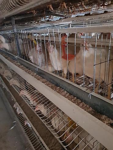 бролерные куры: Продаю | Куры | Несушки — 4