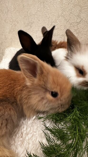 купить декоративного кролика: 🐰🥰Новые малышки, 1 месяц🥰 Пухлые декоративные крольчата карликового