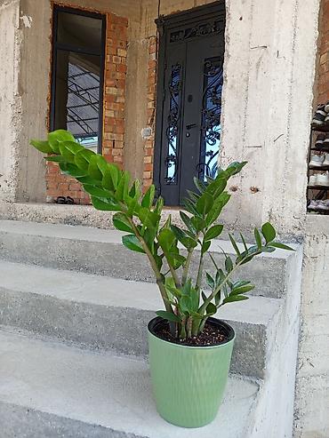 ph down: Замиокулькас (Zamioculcas zamiifolia) в декоративном горшке - — 1