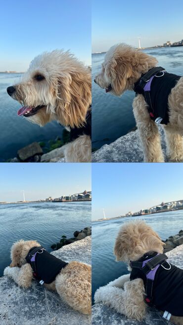 it pitbul: Pudel, 10 ay, Erkek, Peyvəndli, Ödənişli çatdırılma