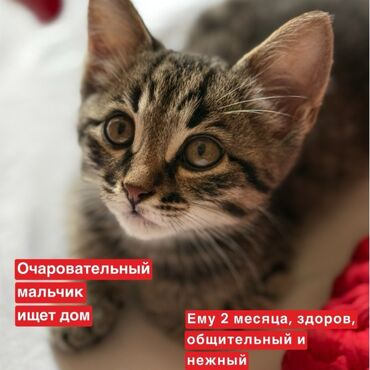 Akvarium aksessuar və ləvazimatları: Erkək, Yaxşı əllərə, Pulsuz çatdırılma