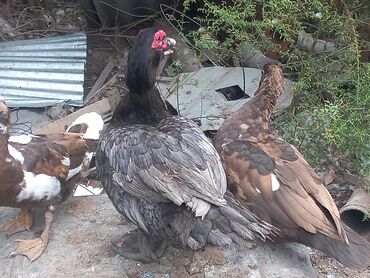 ördək yumurtası satışı: Dişi, | Lal ördək, Yumurtalıq, Rayonlara çatdırılma