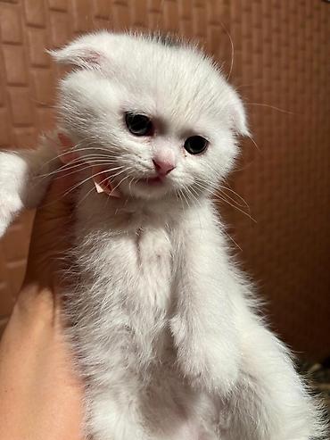 Pişiklər: Şotland yastı qulaq, Erkək, Dişi, Yaxşı əllərə, Ödənişli çatdırılma, Pulsuz çatdırılma, Ünvandan götürmə — 6