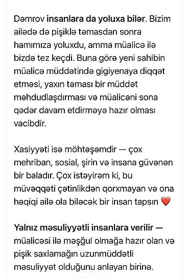 Pişiklər: Fars, Erkək — 14