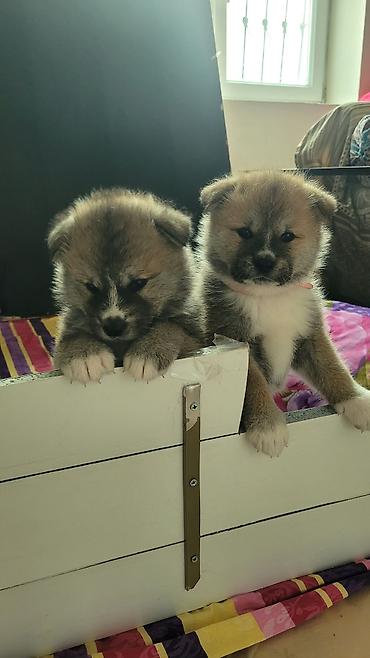 İtlər: Akita-inu — 4