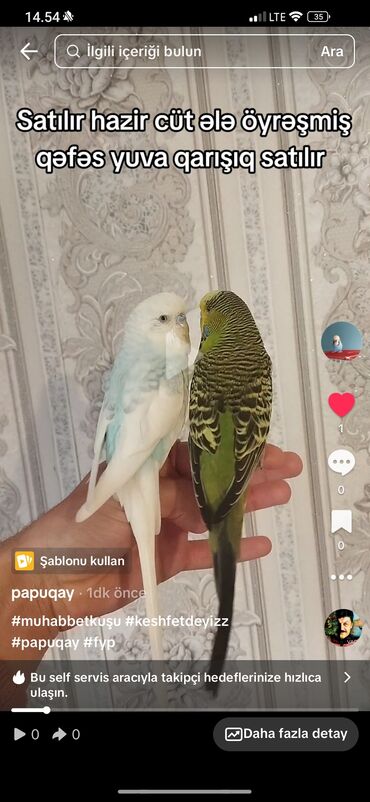 qırğı quşu: Tutuquşları