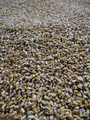 рушенная кукуруза: Кукуруза сорт пионер 80 тон