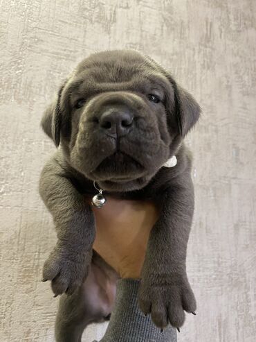 İtlər: Kane-Korso, 2 ay, Erkek, Sənədli, Pulsuz çatdırılma, Ödənişli çatdırılma — 6