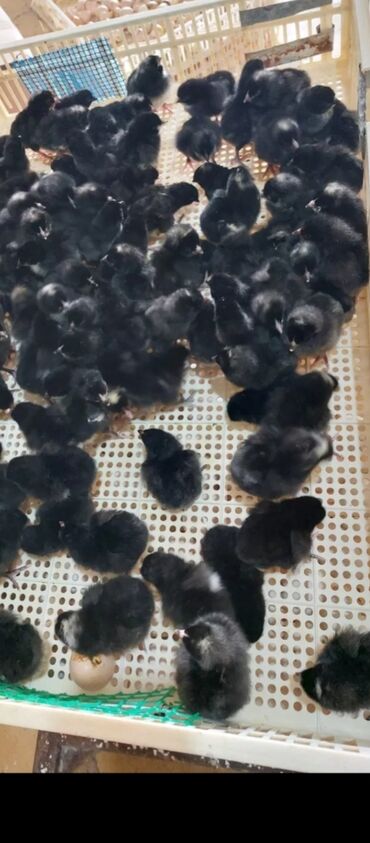 quş yuvaları: Toyuq, Australorp, Yumurtalıq, Ünvandan götürmə