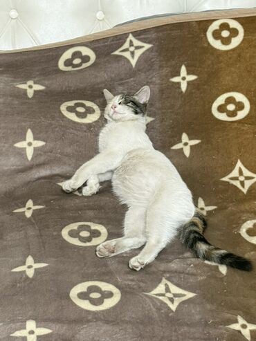 животные котенок: Беспородная, 4 месяца, Мальчик, Рыжий, Метис