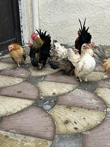 chow chow qiymetleri: Toyuq, Damazlıq — 3