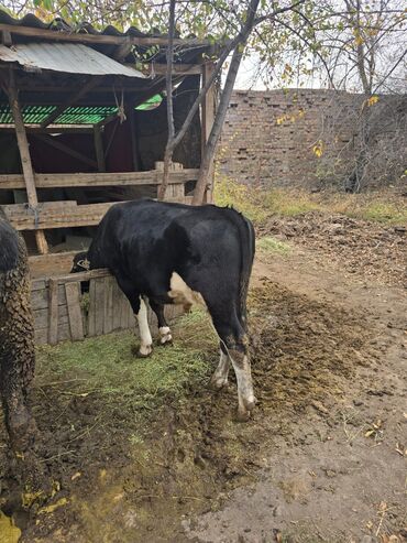 французский бульдог цена щенка: Продаю | Бык (самец) | Полукровка | На откорм | Привязанные
