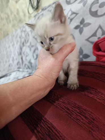 тай кони: Продам котят — 1