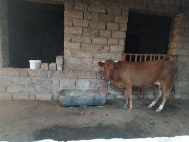 Козы, козлята: Самка, лет: 2, Для молока, Самовывоз