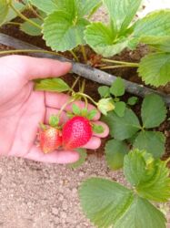 Şitillər: Murano çiyələk stilləri satılır .ilboyu məhsul dərmey olur .isdixana — 8