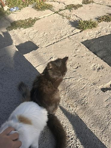 абиссинские коты: Мальчик — 3