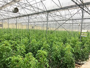 Kommersiya daşınmaz əmlakının satışı: Zirə Kəndi, 10 hektar sahəsi olan parnik satılır. 5 hektar yarım — 5