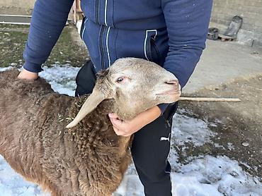 Баран, овца: Продаю | Баран (самец) | Арашан | Для разведения | Племенные, Осеменитель — 8