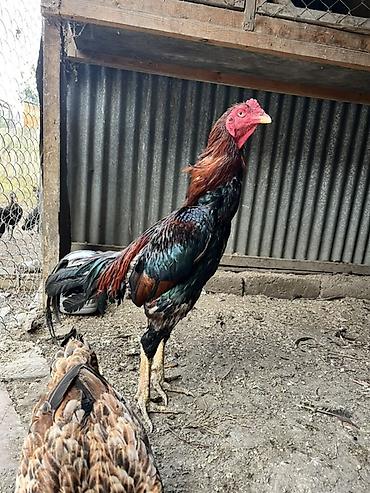 xoruz otu: Xoruz, Heyratı, il: 2, Ödənişli çatdırılma, Rayonlara çatdırılma — 1