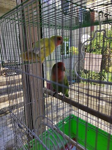 Tutuquşları: Ayaqlari üzüklü Əl quşlari ağlar45-50 Azn Bozlar 35 Azn vitaminli — 7