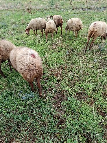 hind quşu cucesi: Qoca qoyunlarıdi icinde 3 aylıq bogazda var qiymət 210 sonu budu — 3