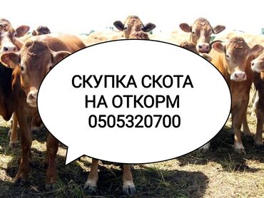 продаю кочкора: Сатып алам | Жылкылар, аттар, Уйлар, букалар | Борго байлап семиртилген, Акысыз жеткирүү, Бордоп семиртүү үчүн