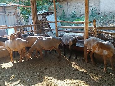 кой машынка: Продаю | Баран (самец) — 10