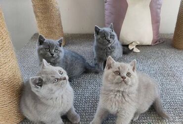 The kittens are fully weaned; have a good meat diet and they also like