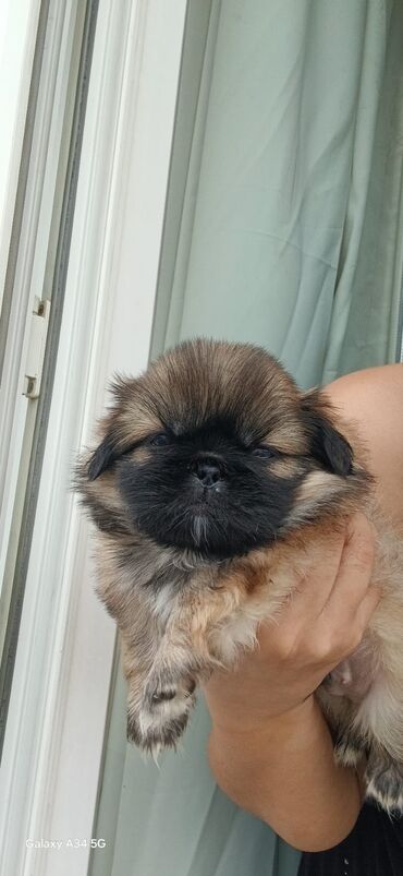 sort itler: Pekines, 1 ay, Dişi, Peyvəndli, Ünvandan götürmə