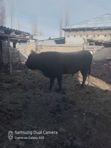 молочные породы коров в кыргызстане: Продаю | Корова (самка) | Для разведения