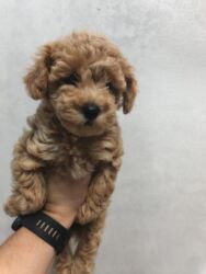 İtlər: Pudel, 3 ay, Ünvandan götürmə — 8