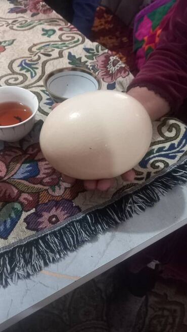 перепелийные яйца: Тоокуштун жумурткасы сатылат. 
 Акмарал, Озгон шаары