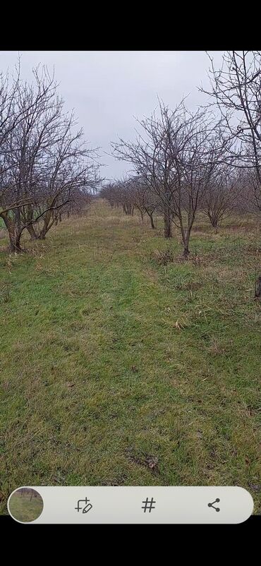 Torpaq sahələrinin satışı: 150 sot, Kənd təsərrüfatı, Barter mümkündür, Kupça (Çıxarış) — 4