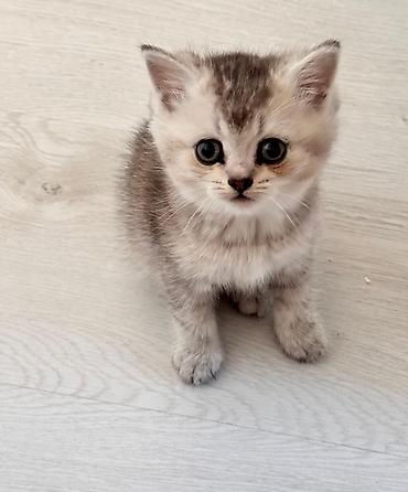 Pişiklər: Şinşilla — 7