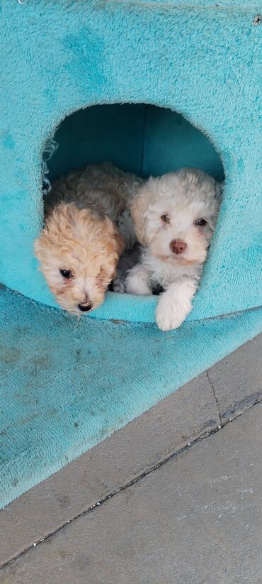 it adlari: Poodle, 2 months dog, Erkek, Peyvəndli, Ünvandan götürmə